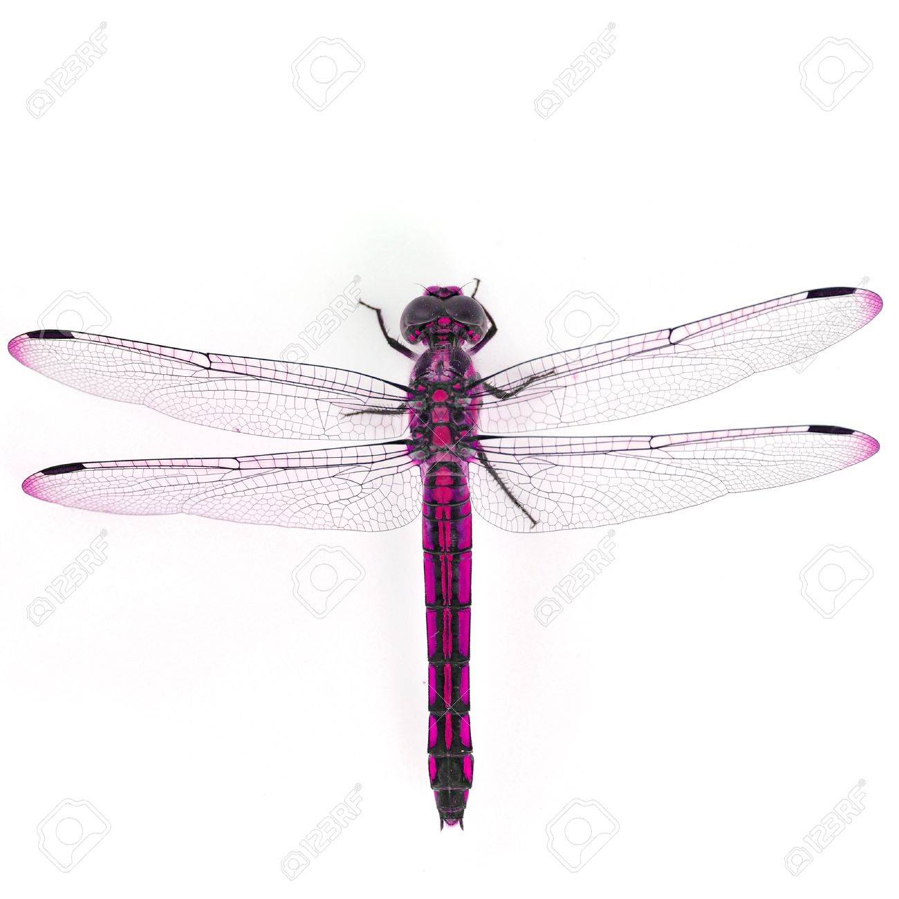 Beautiful Dragonfly On White Background Stock Photo Picture And
