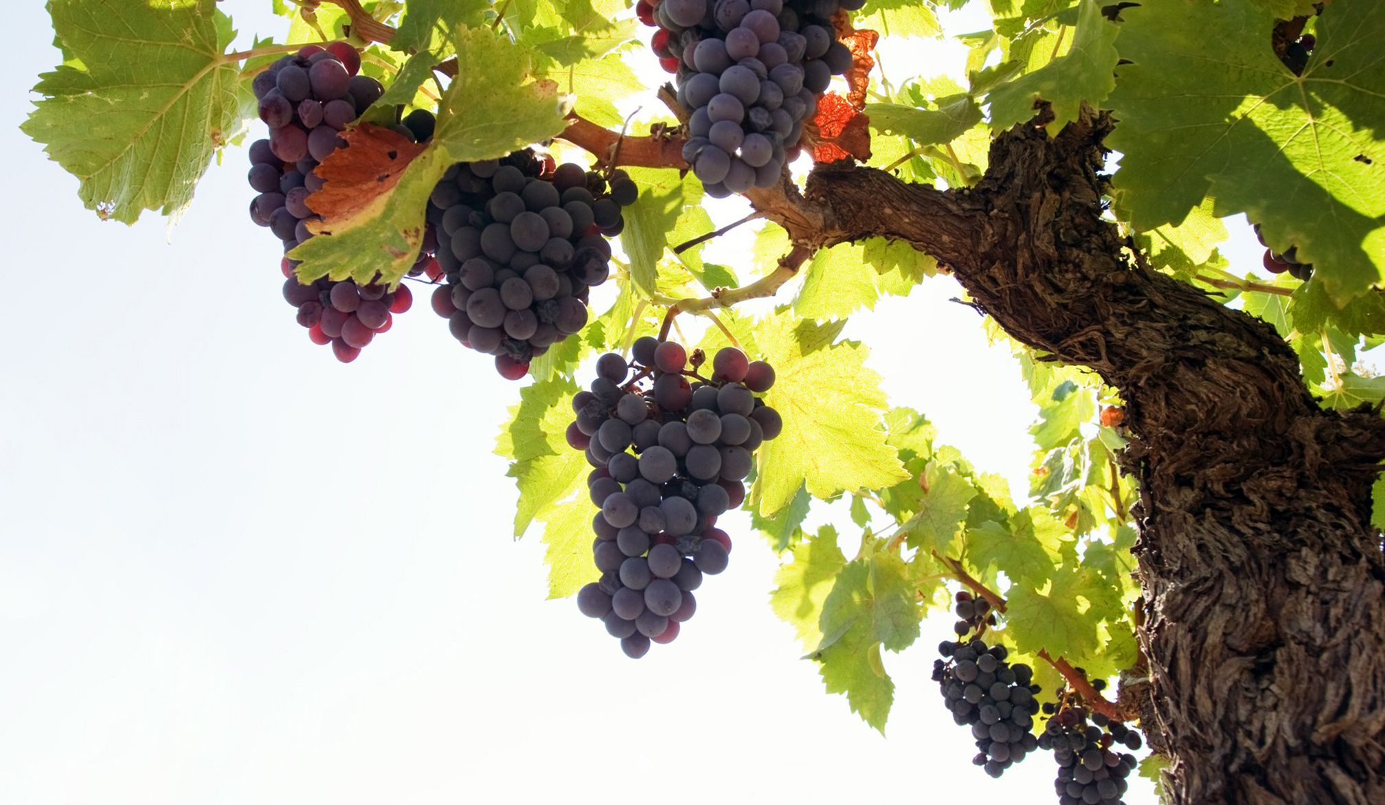 Grape Wallpaper On