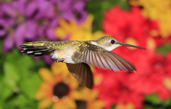 Wallpaper Hummingbird Bird Beak Wings