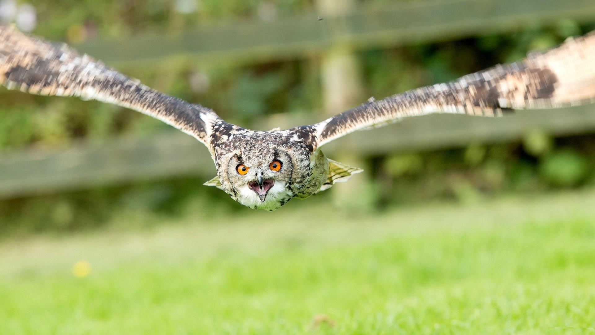 Amazing Beautiful Flying Owl HD Wallpaper