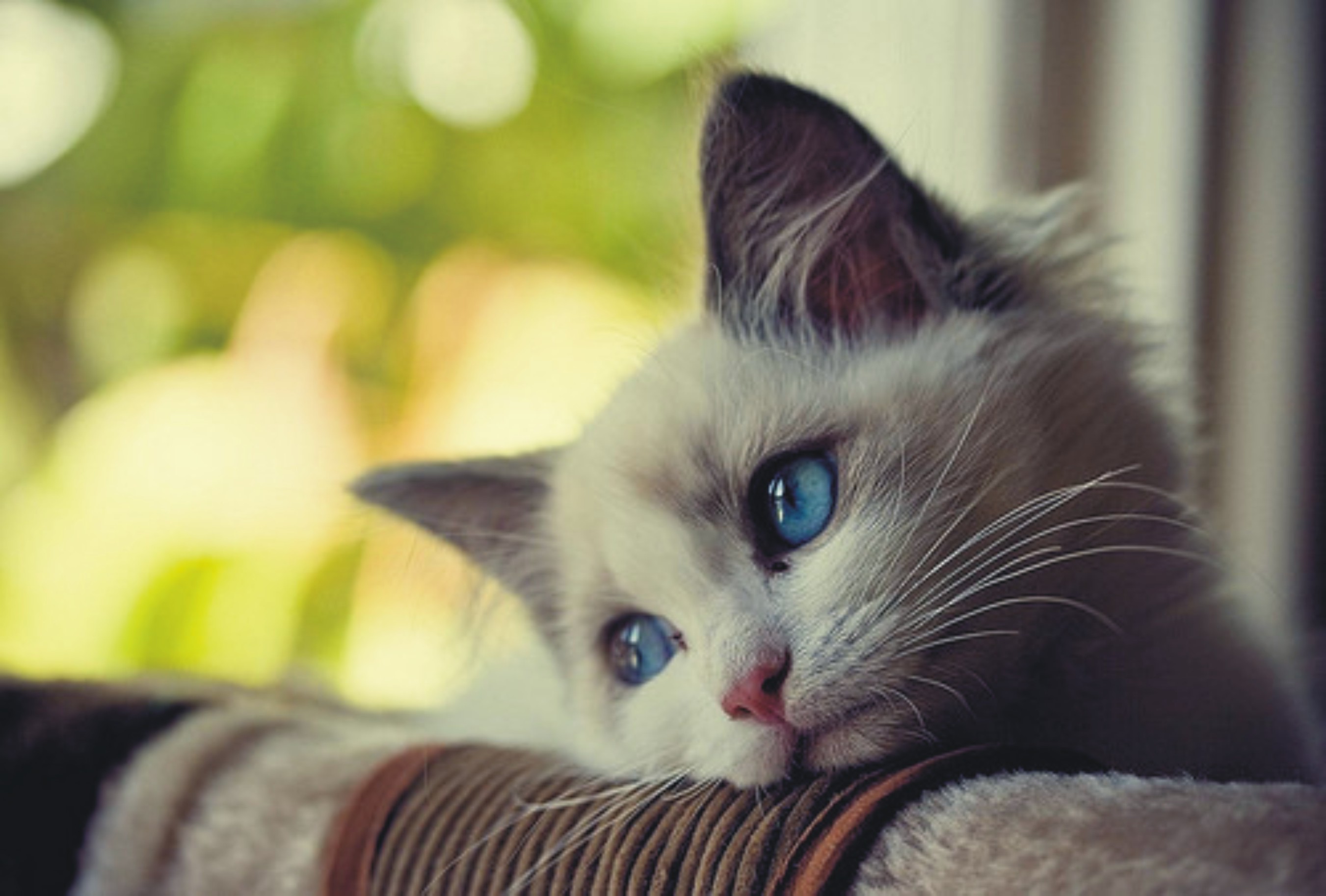 Small Cat With Eyes Blue HD wallpapers   Small Cat With Eyes Blue
