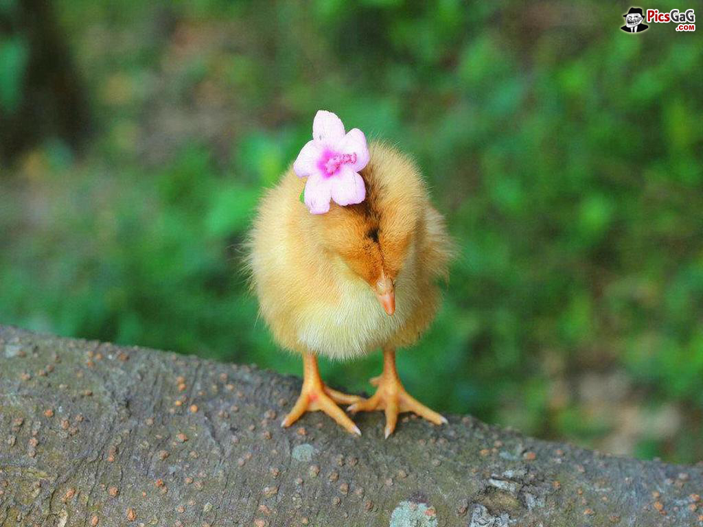 Cute Baby Chicken Wallpaper Girl