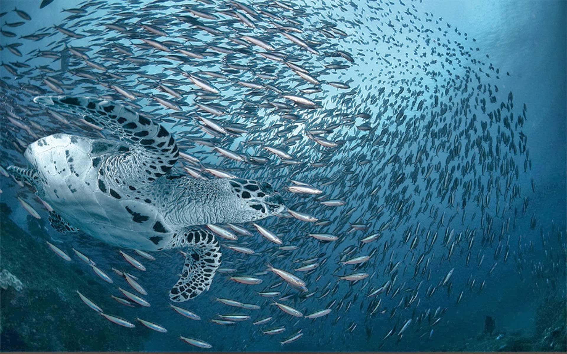 Turtle Wallpaper Marine Life The Seas Oceans