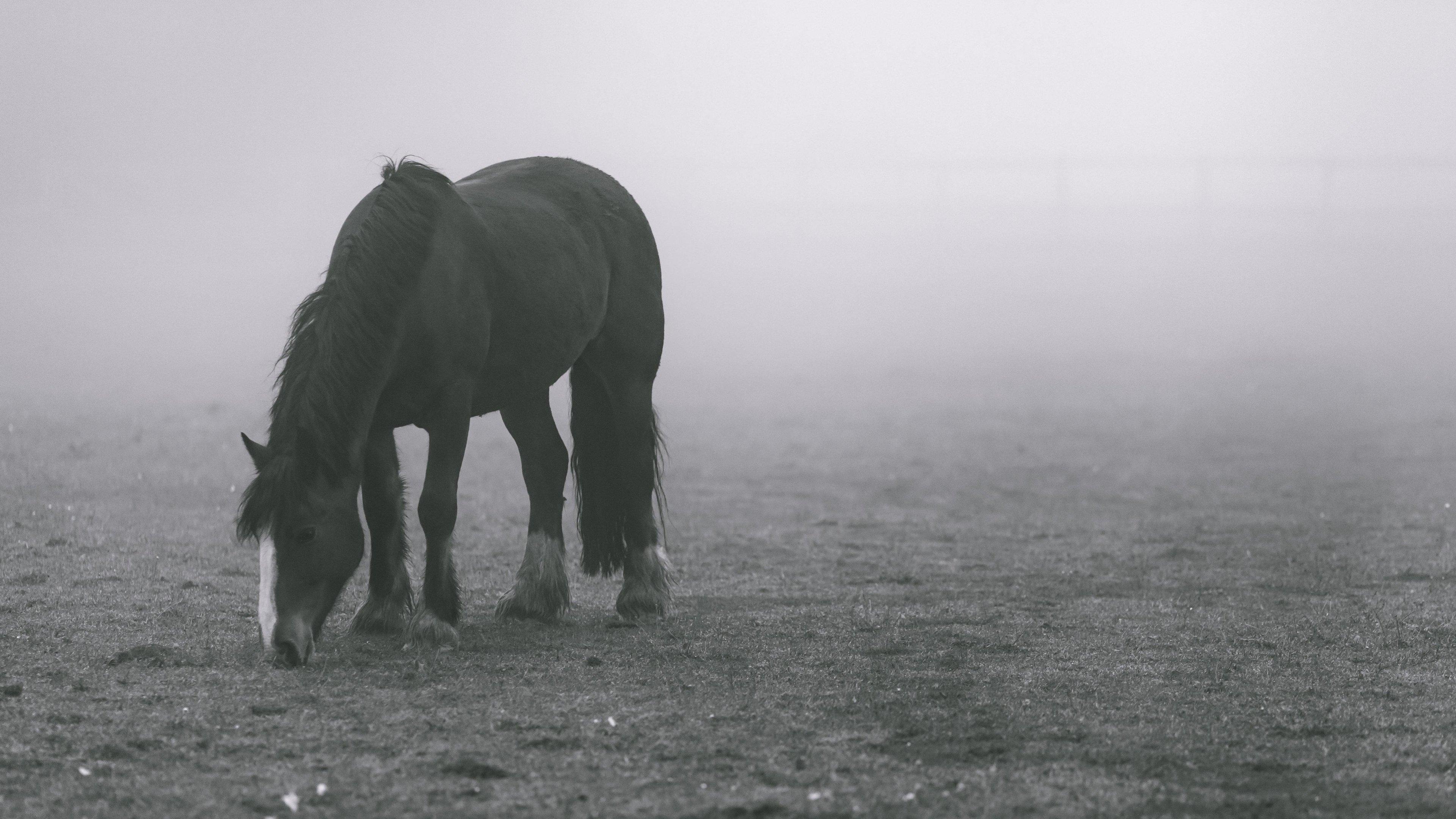 Horse In Fog Wallpaper iPhone Android Desktop Background