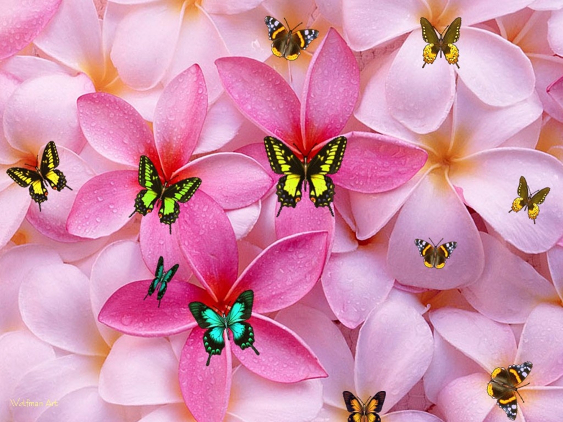 Pink flowers with butterflies laptop wallpaper