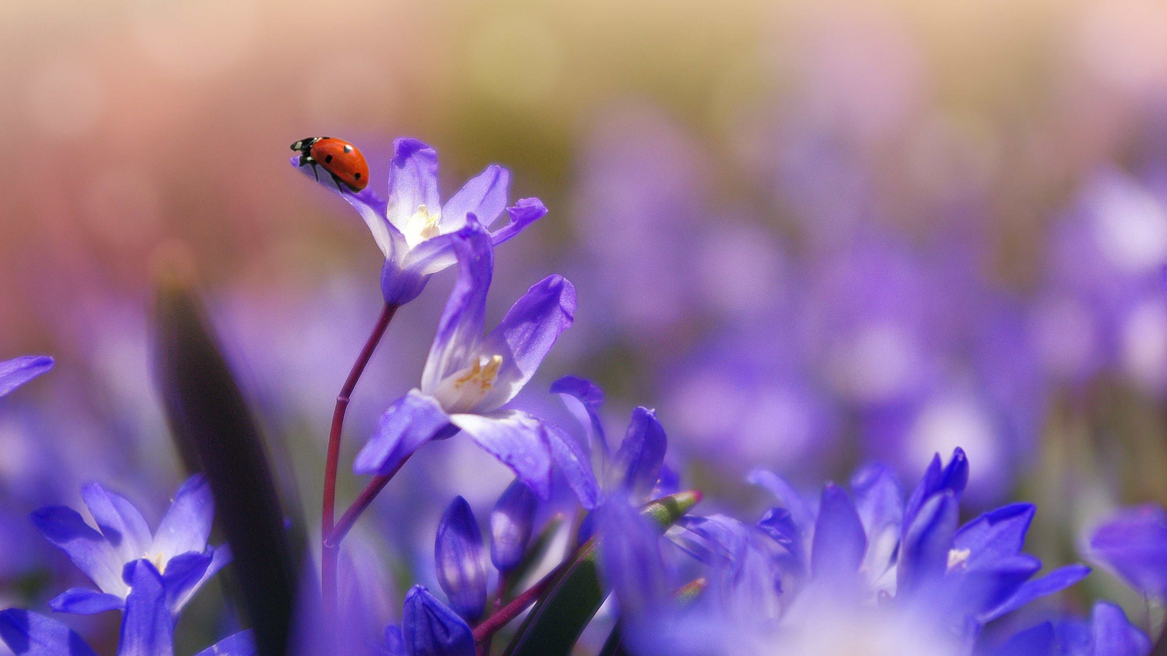 Purple Flower Desktop Wallpaper