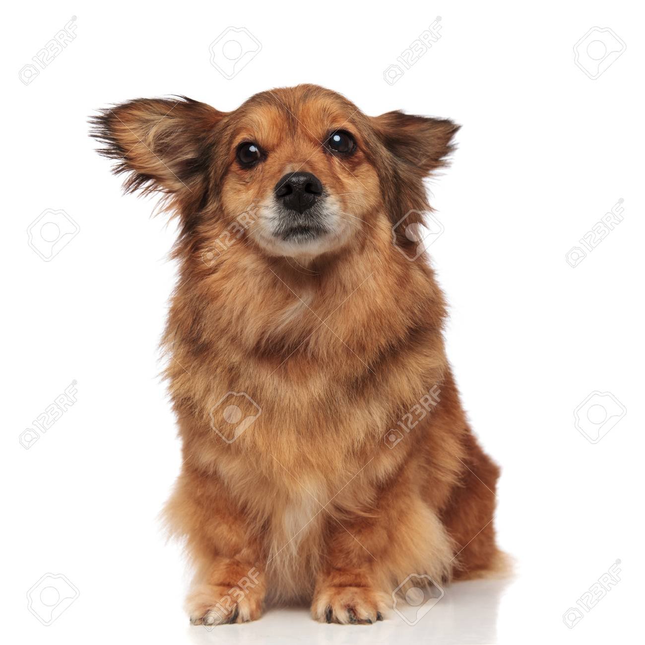 free-download-scared-brown-metis-dog-makes-wide-eyes-while-sitting-on