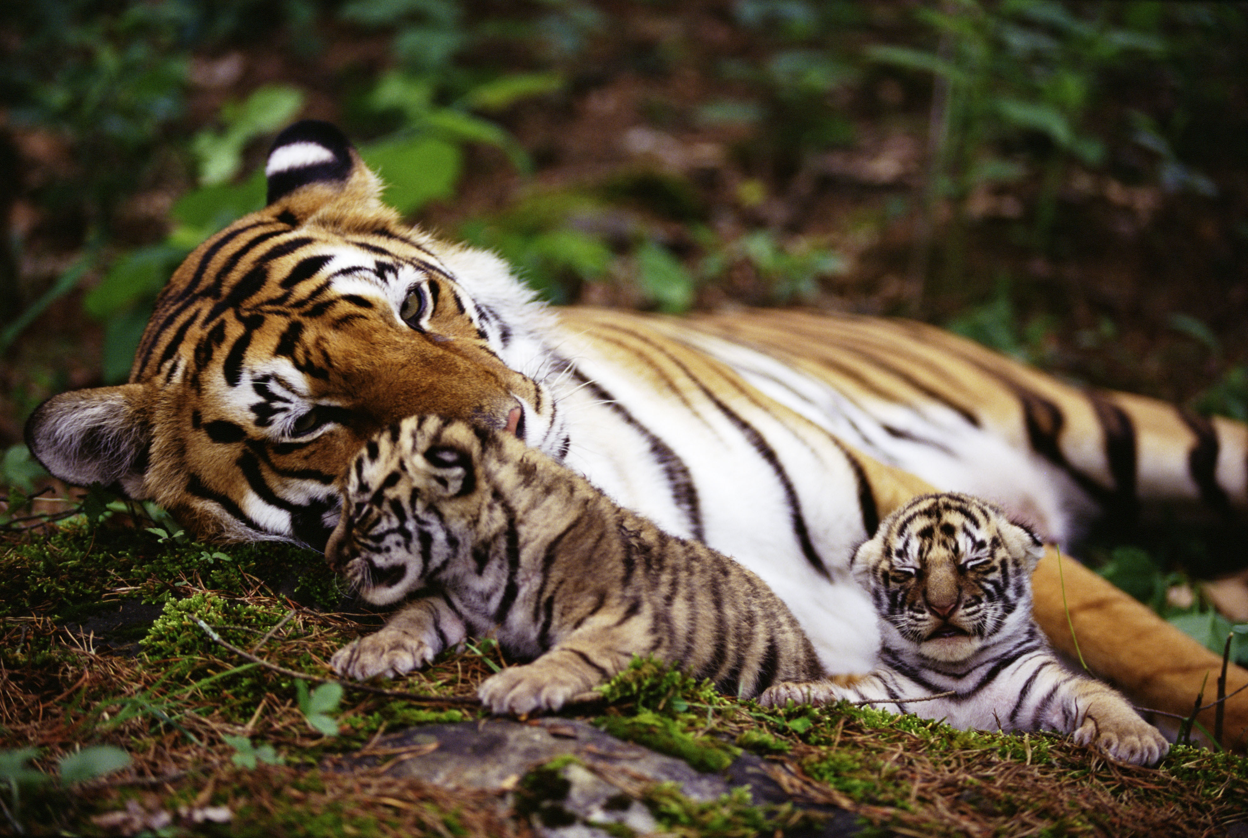 A tigress rests with her two cubs in a lush green forest. The close-up captures the bond between mother and offspring, highlighting their striped fur and tender interaction