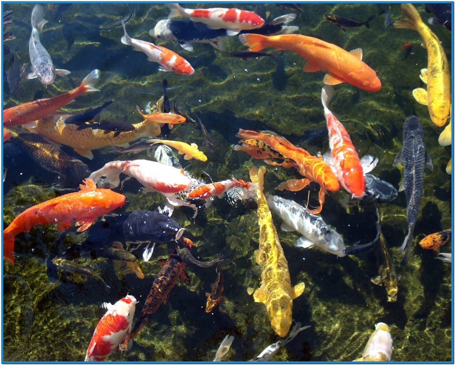 Koi Fish Pond Screensaver