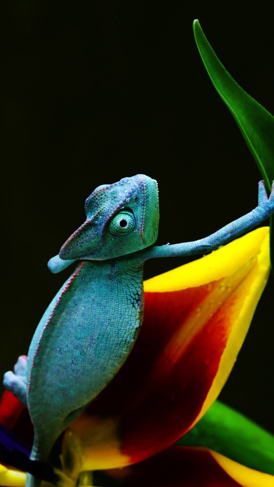Cool Blue Chameleon Wallpaper iPhone Reptiles Best