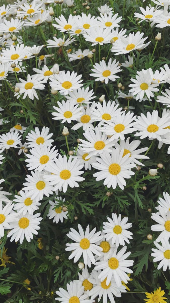 iPhone Wallpaper Plants Plant
