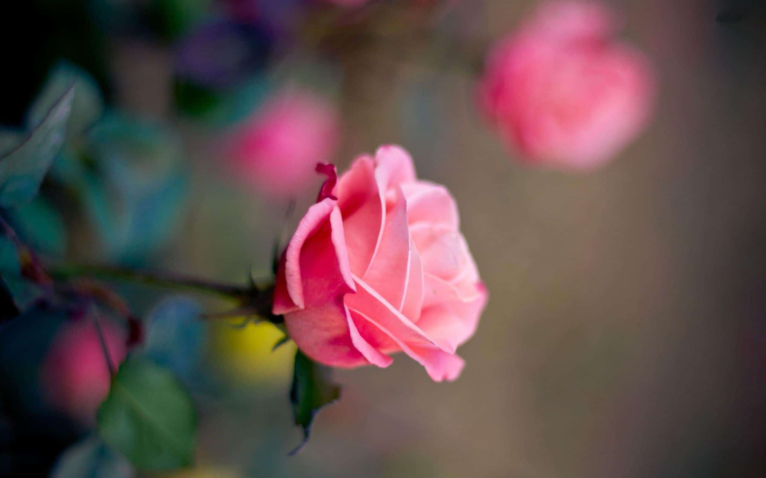 Red Rose Desktop Wallpaper HD