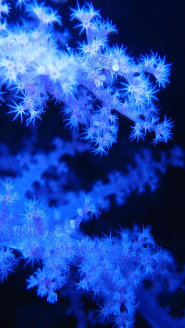 Blue Phosphorescent Corals iPhone Wallpaper Feeling