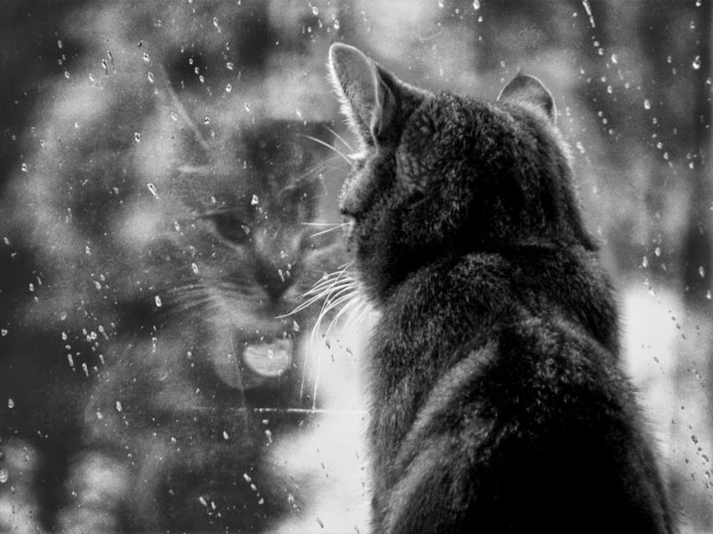 cats cat melancholy rainy day desktop 1024x768 hd wallpaper 639355jpg