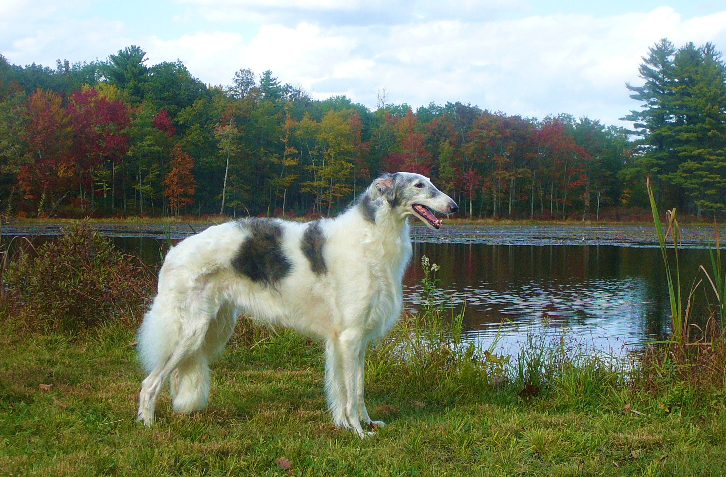 Borzoi Dog At Lake Photo And Wallpaper Beautiful