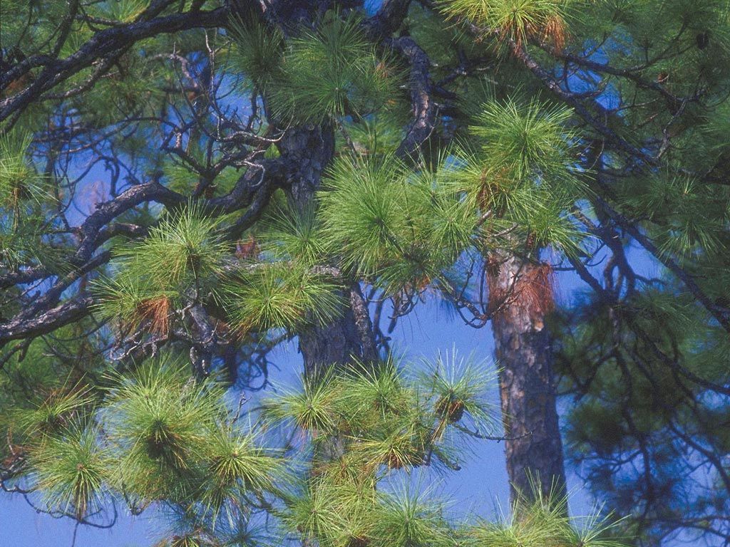 Pics Photos   Download 1400x1050 Pine Trees Near Mountain