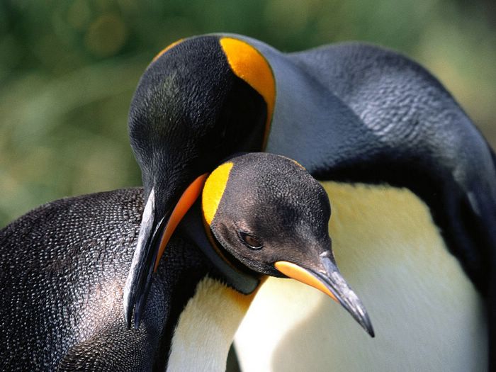 Lovely Wallpaper Penguin Birds Cute