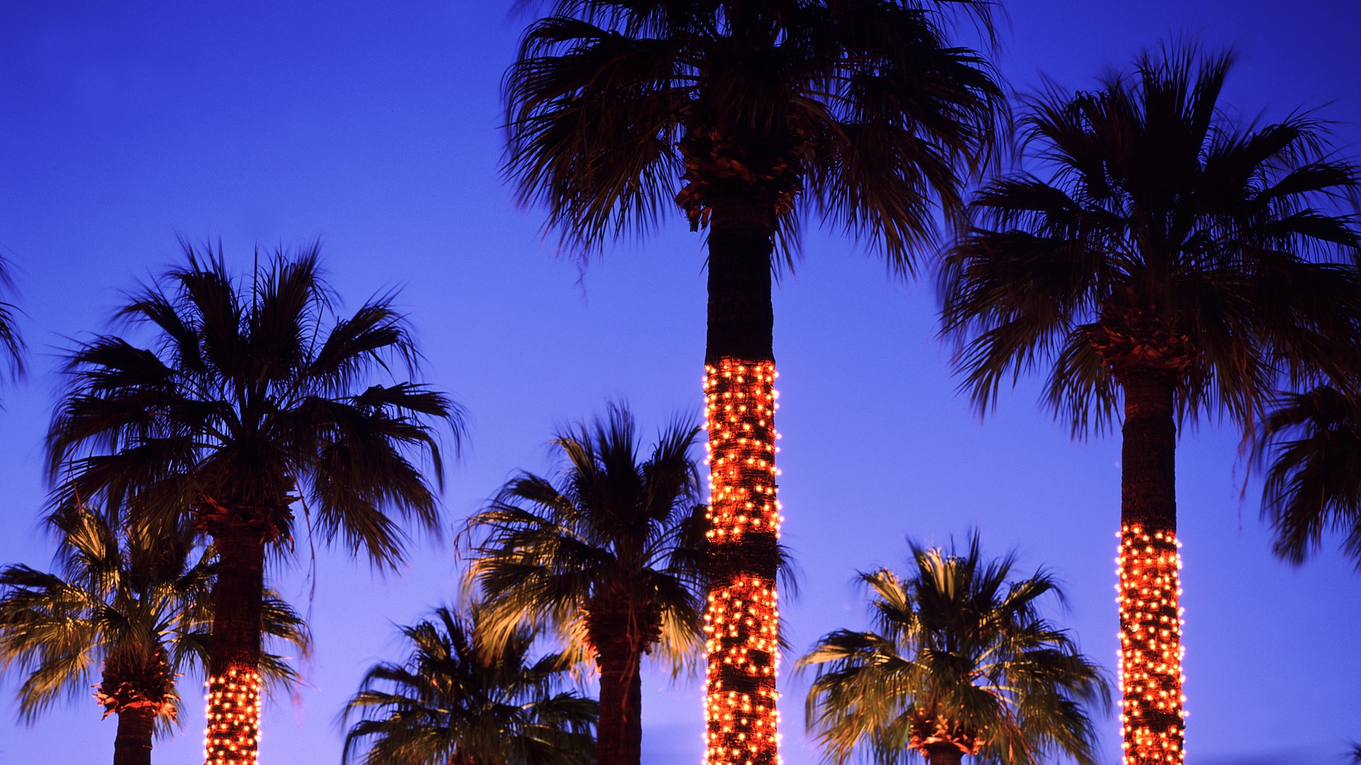 Put Up Christmas Lights Palm Tree Wallpaper