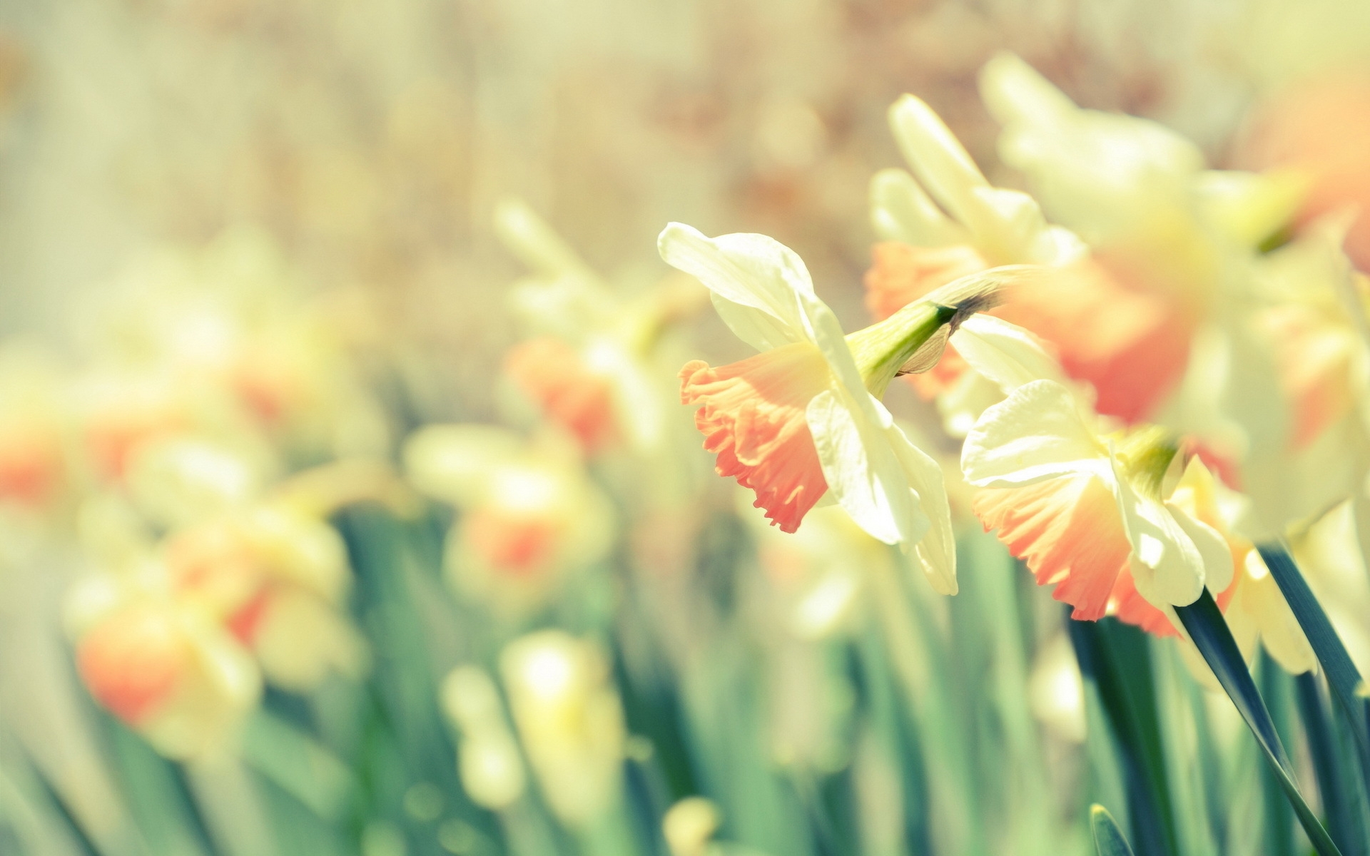 Romantic Screensaver Cute Daffodils HD Desktop Wallpaper