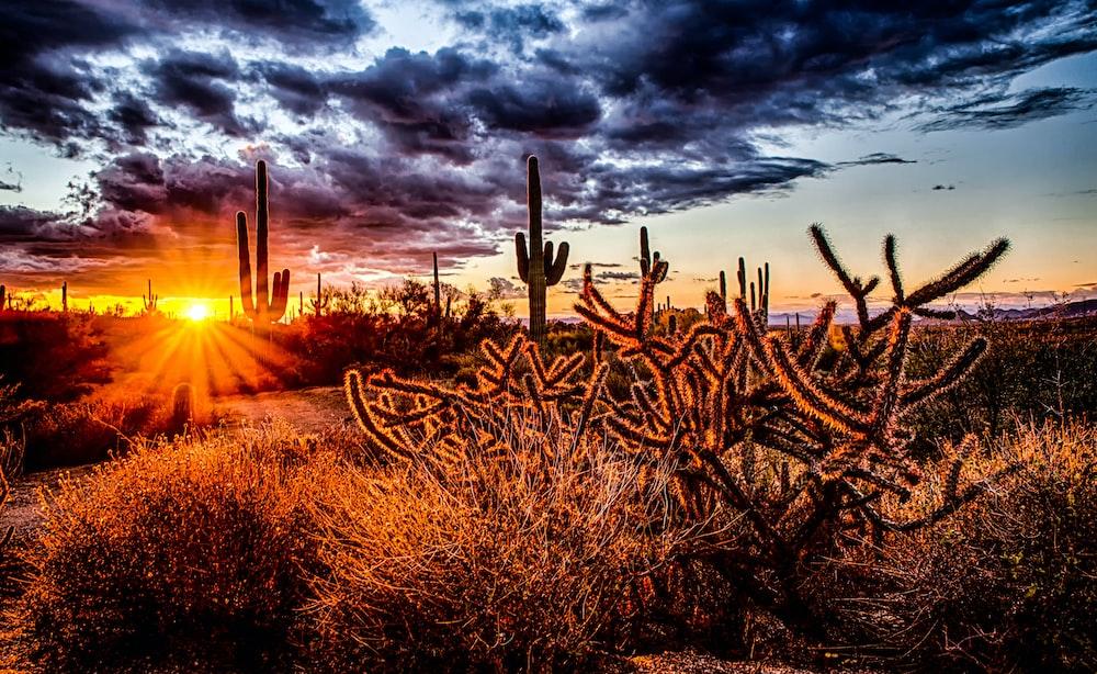 Arizona Sunset Pictures Download Free Images on