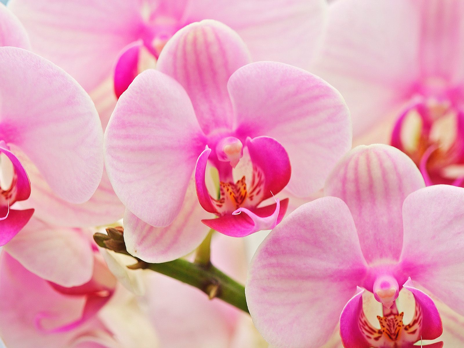 Orchids Wallpaper Desktop HD