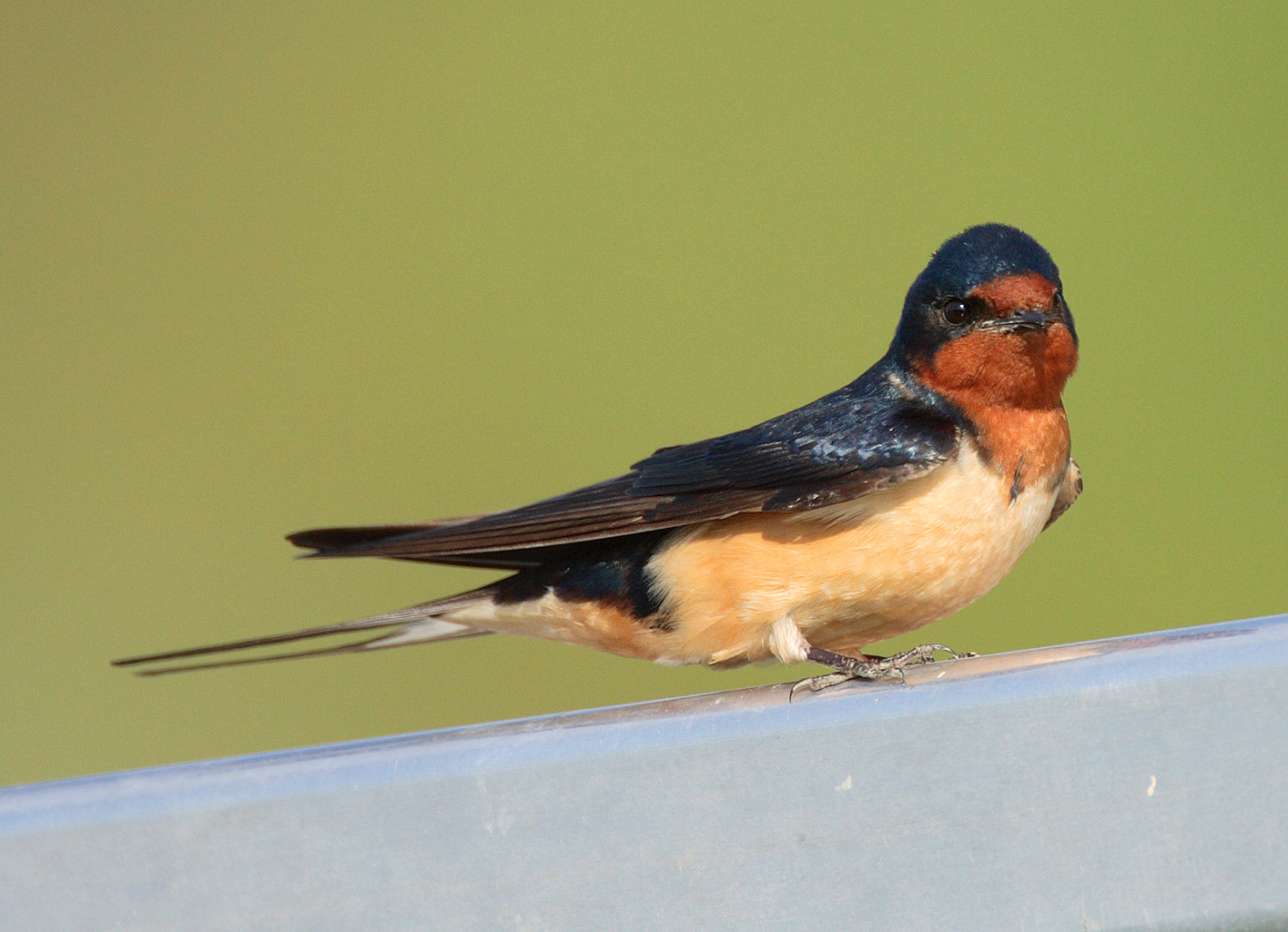 Cute Barn Swallow Photo And Wallpaper All