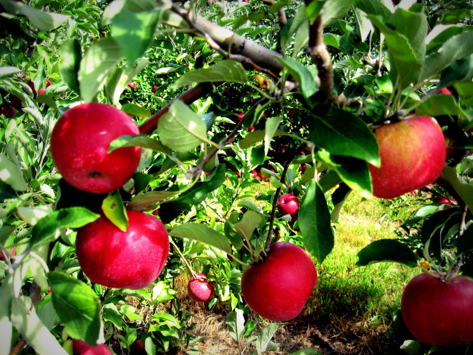 Apple Orchard Wallpaper Vigtes Picking