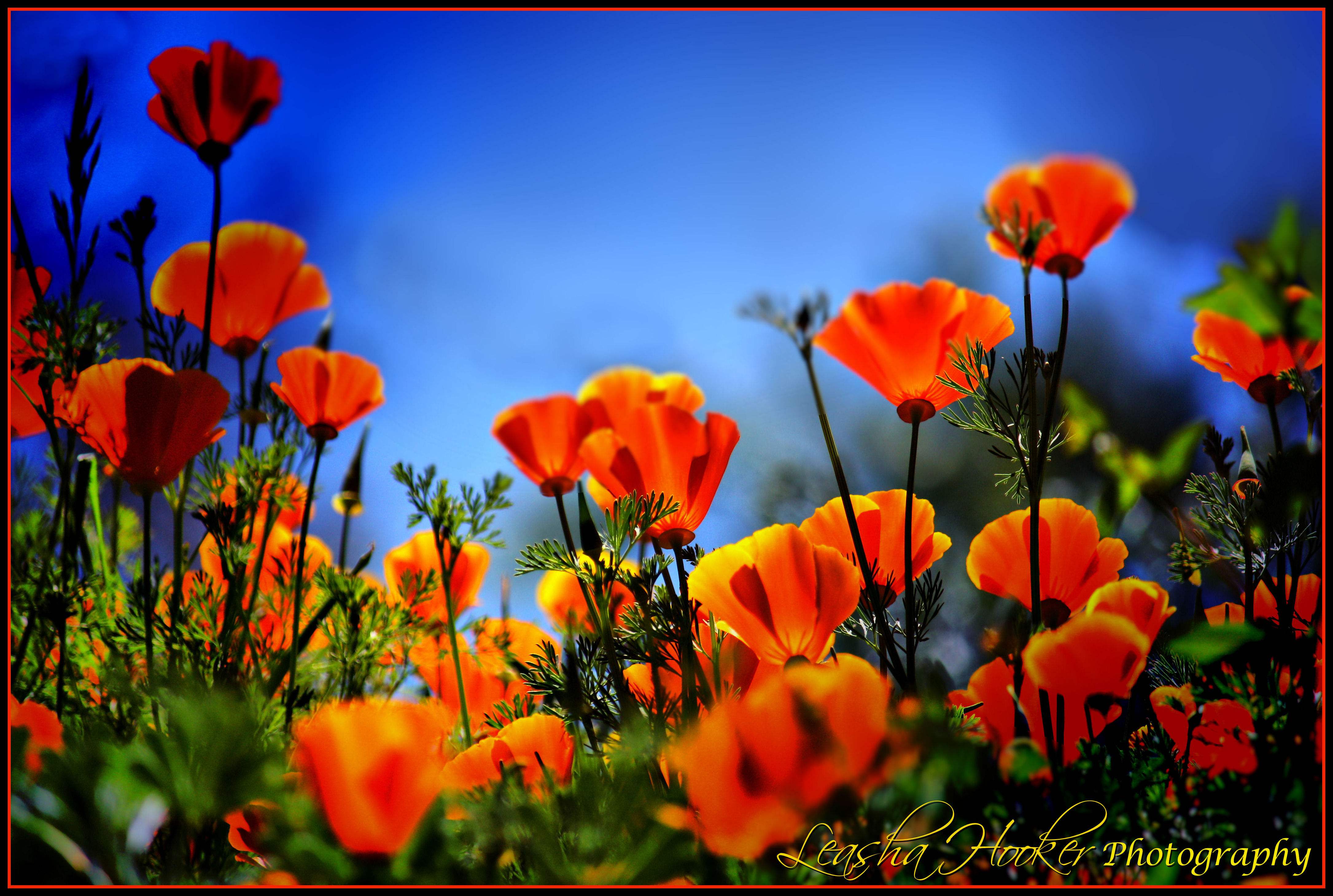 California Poppies Flower Wallpaper