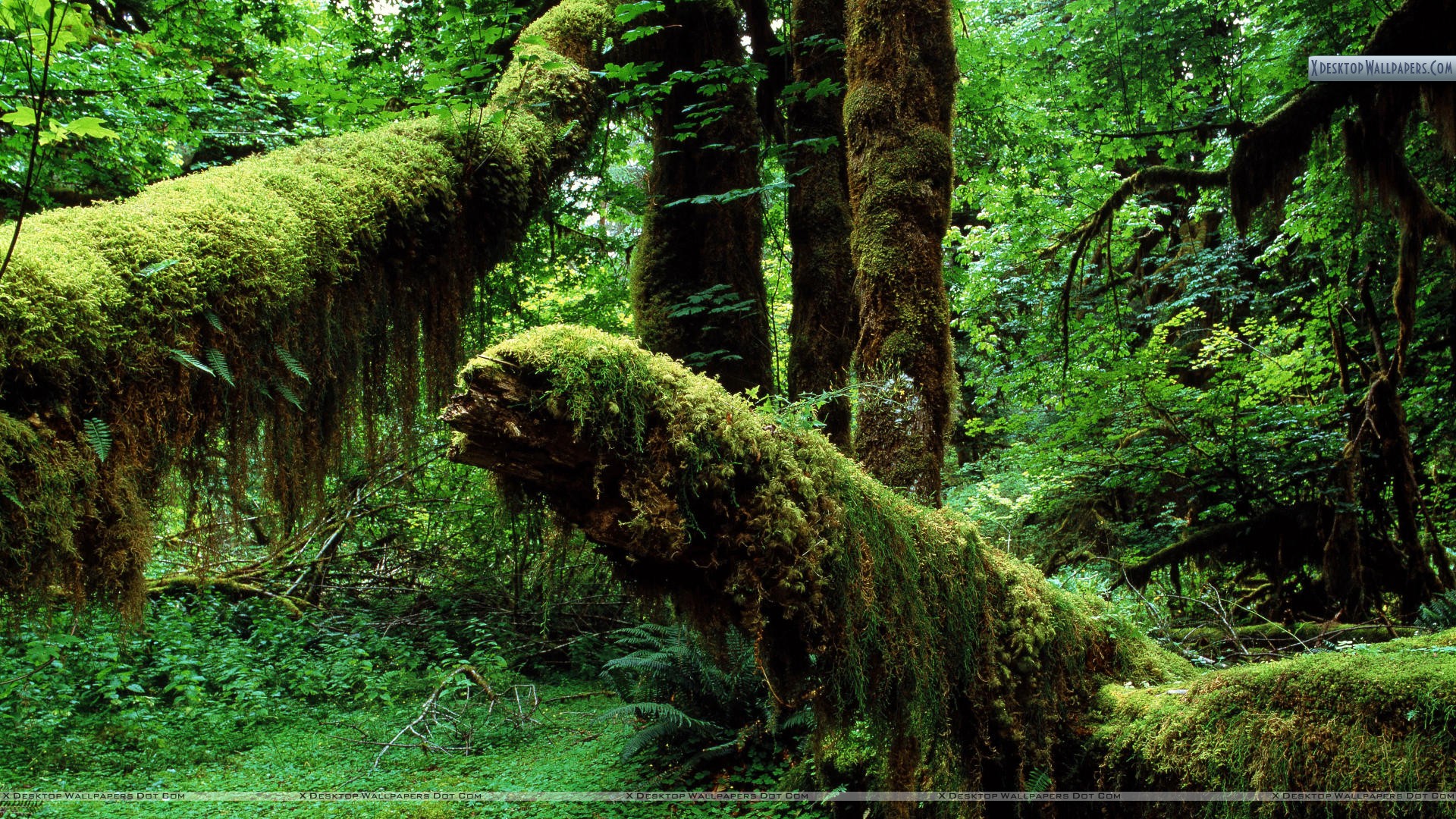 Mossy Trunks Hoh Rainforest Washington Wallpaper