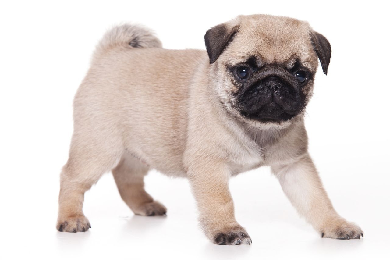 Pug Dog HD Wallpaper Daily Background In