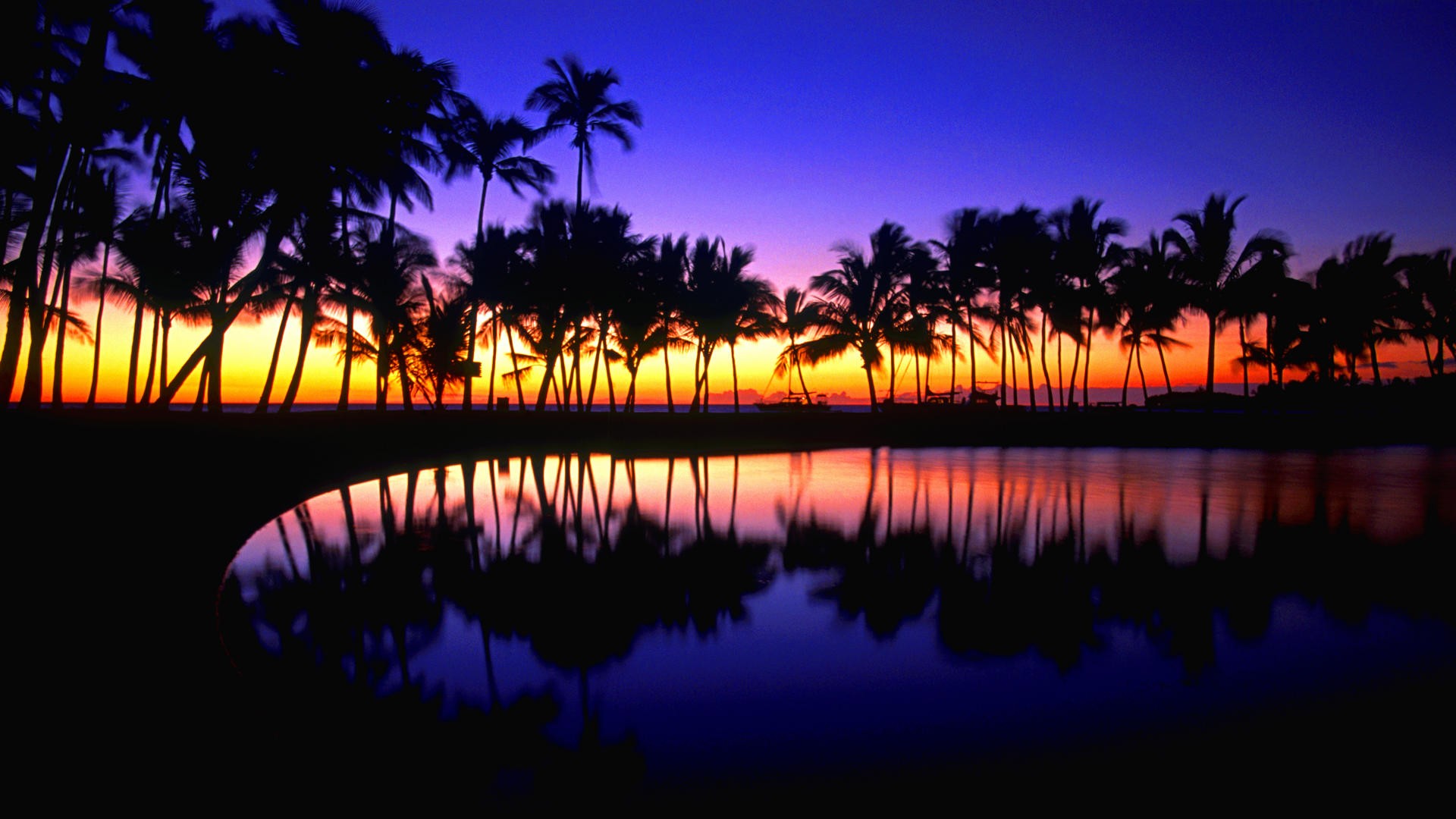 Tropical Wallpaper