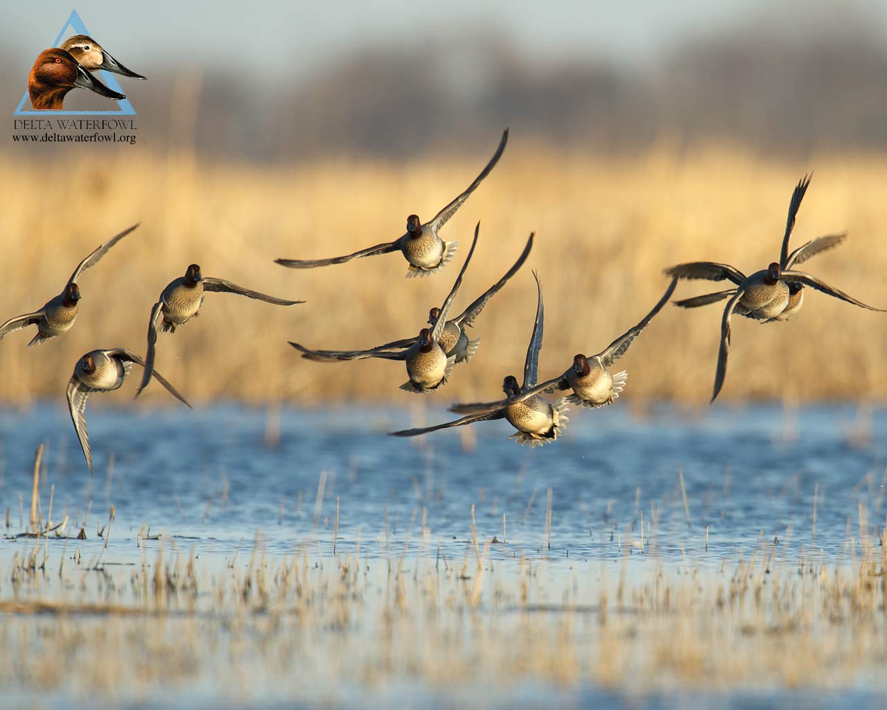 Duck Hunting Wallpaper Top Background