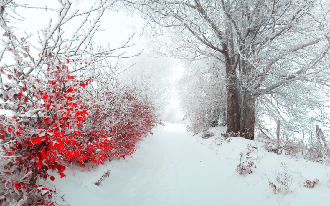 Earth Winter Forest Tree Red Snow Ice Wallpaper
