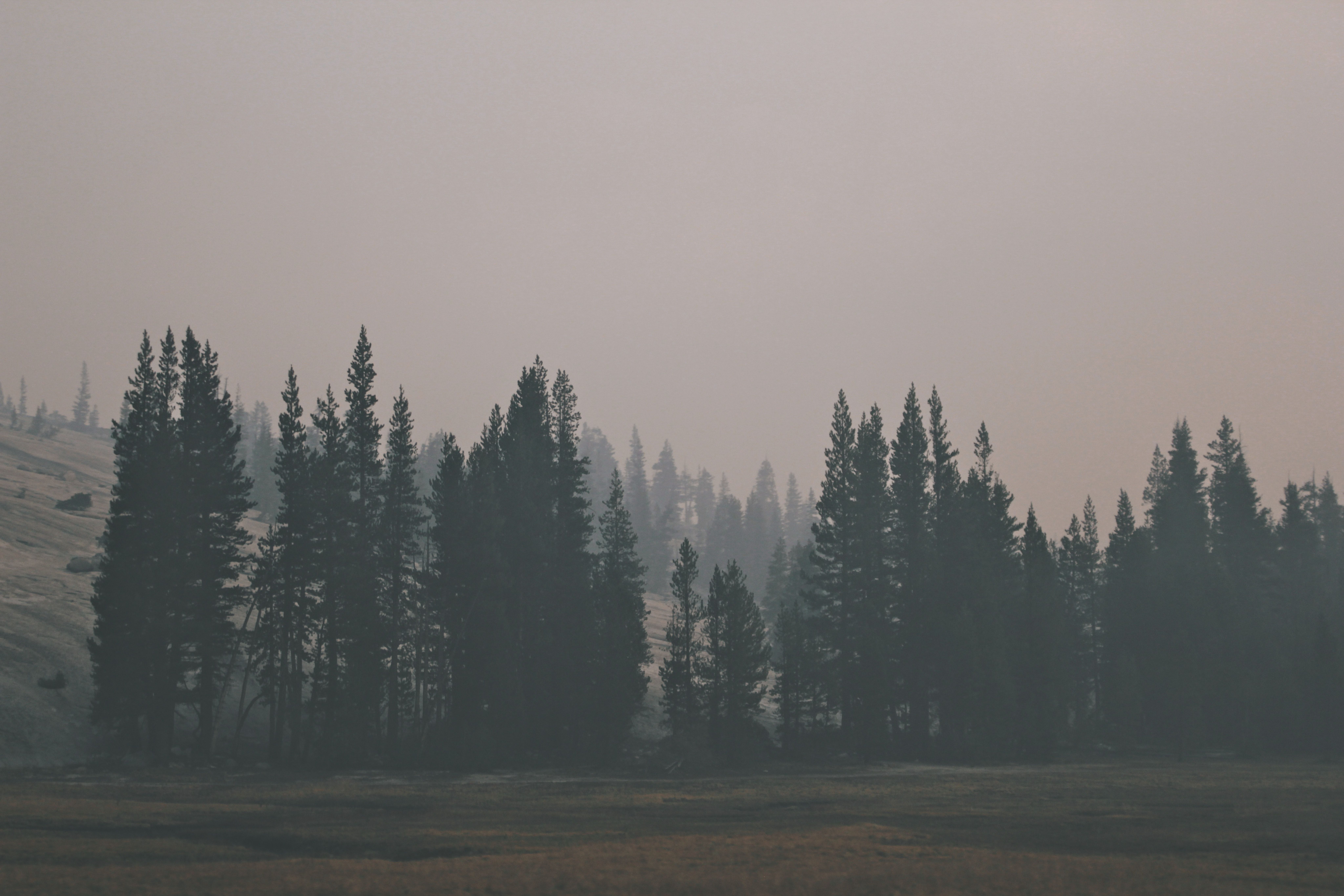A Bleak Shot Of Treeline Conifers Under An Evening Sky With