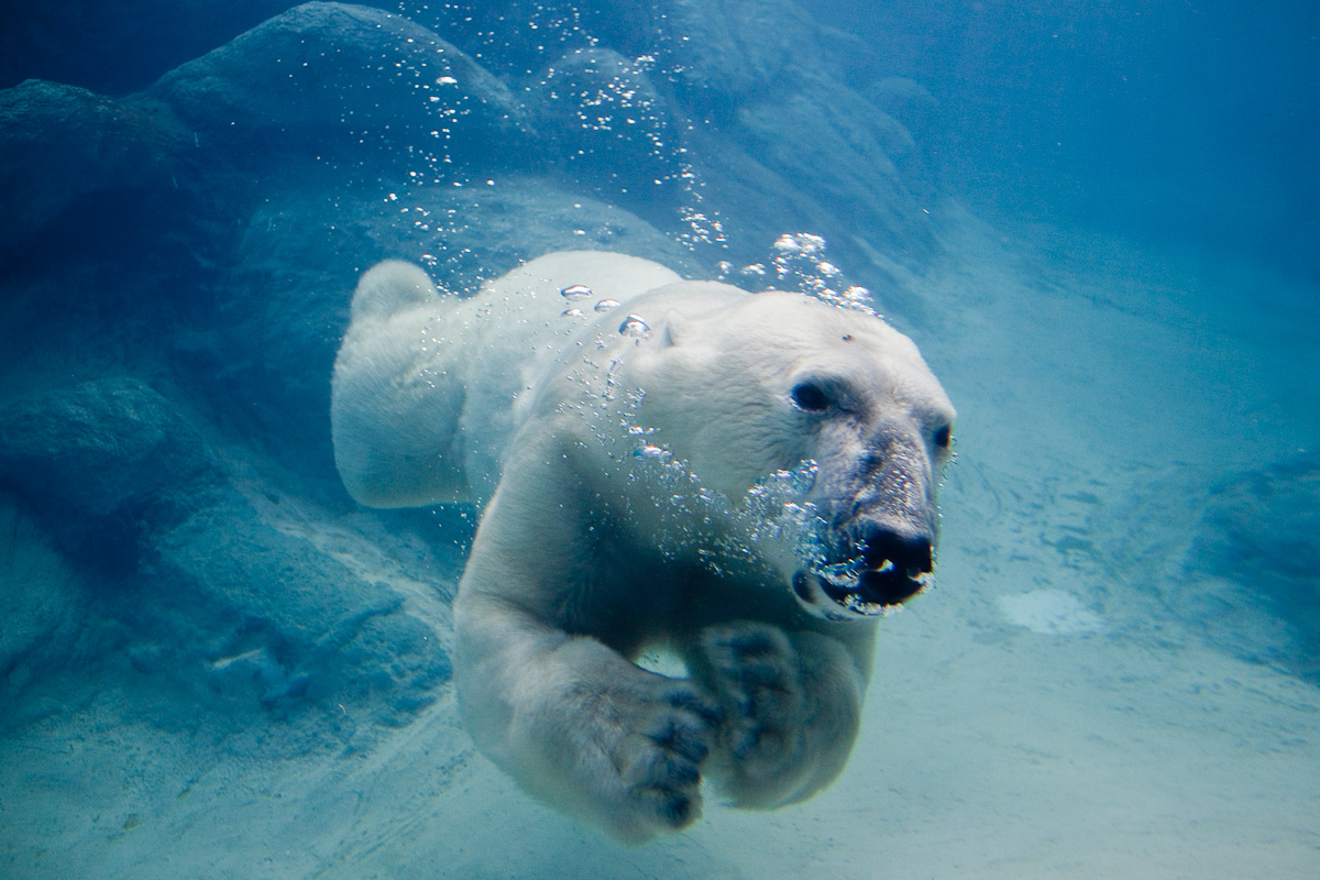 Polar Bear Swimming Wallpaper X