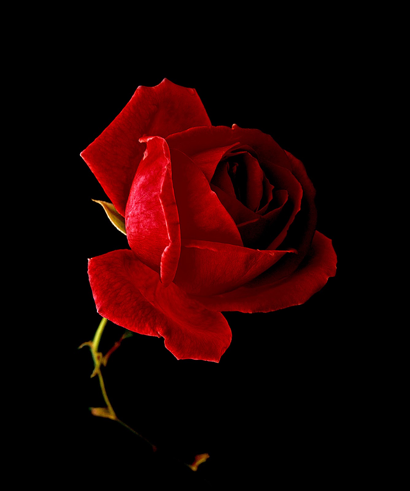 Red Rose Black And White Background On