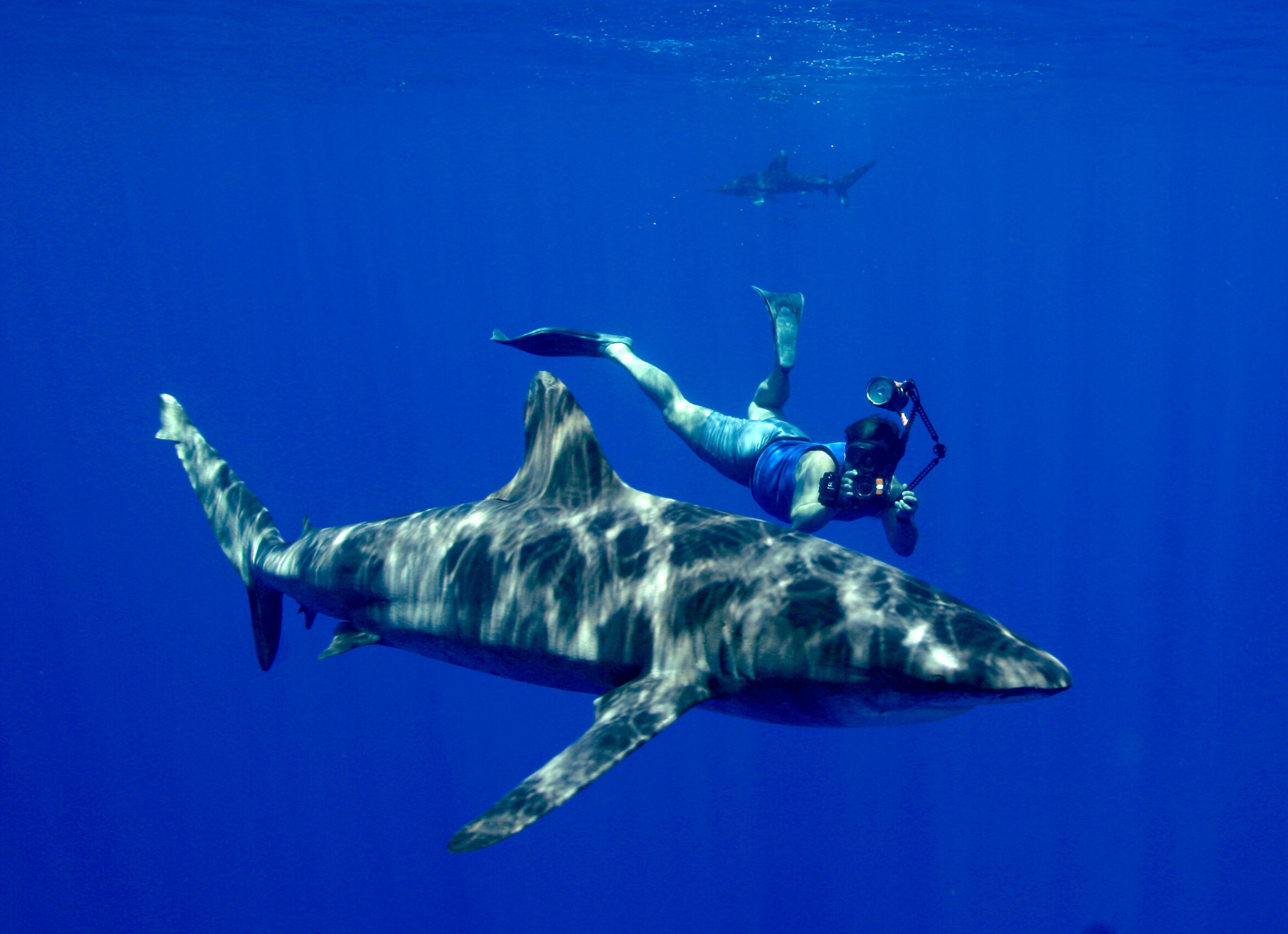 Scuba Diving Diver Ocean Sea Underwater Shark Wallpaper