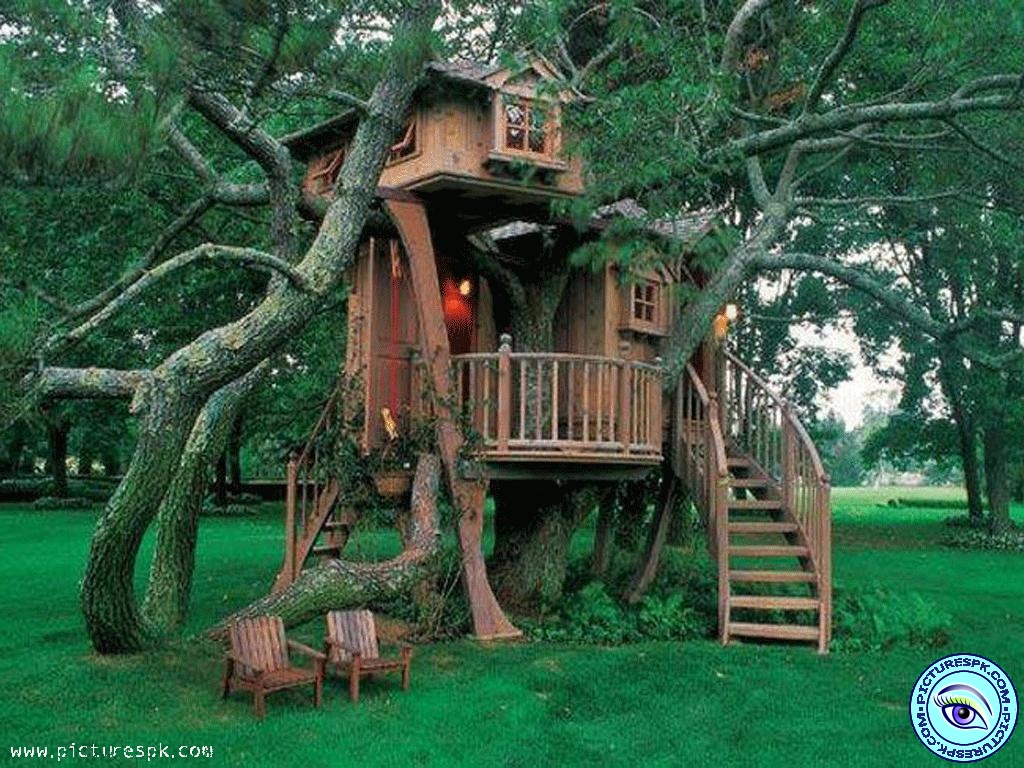 Tree House Picture Wallpaper In Resolution