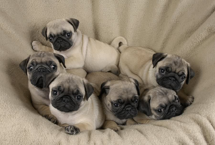 Pictures Of Baby Pugs HD Wallpaper Lovely