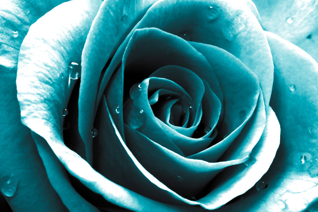 Lovely Turquoise Rose Wallpaper