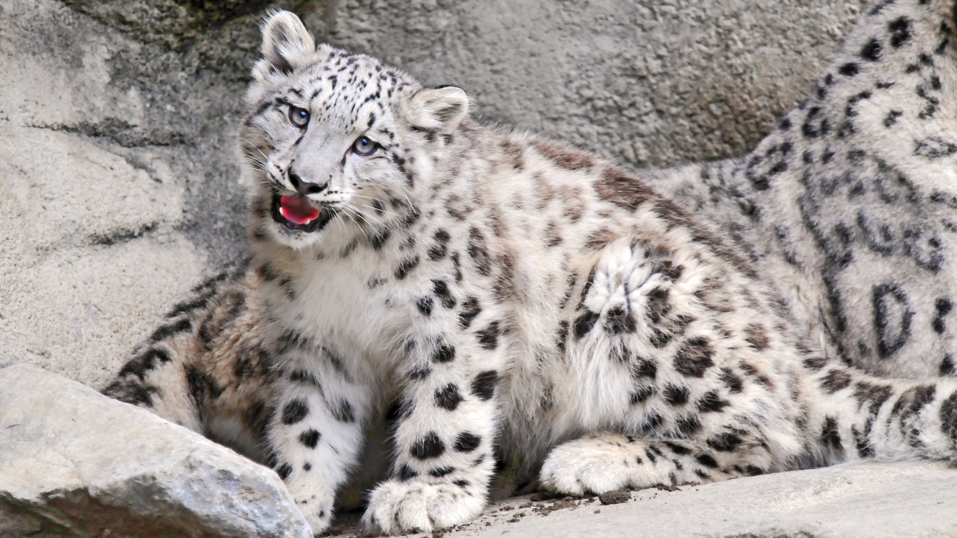 A playful snow leopard cub sits in front of an adult snow leopard with its mouth open