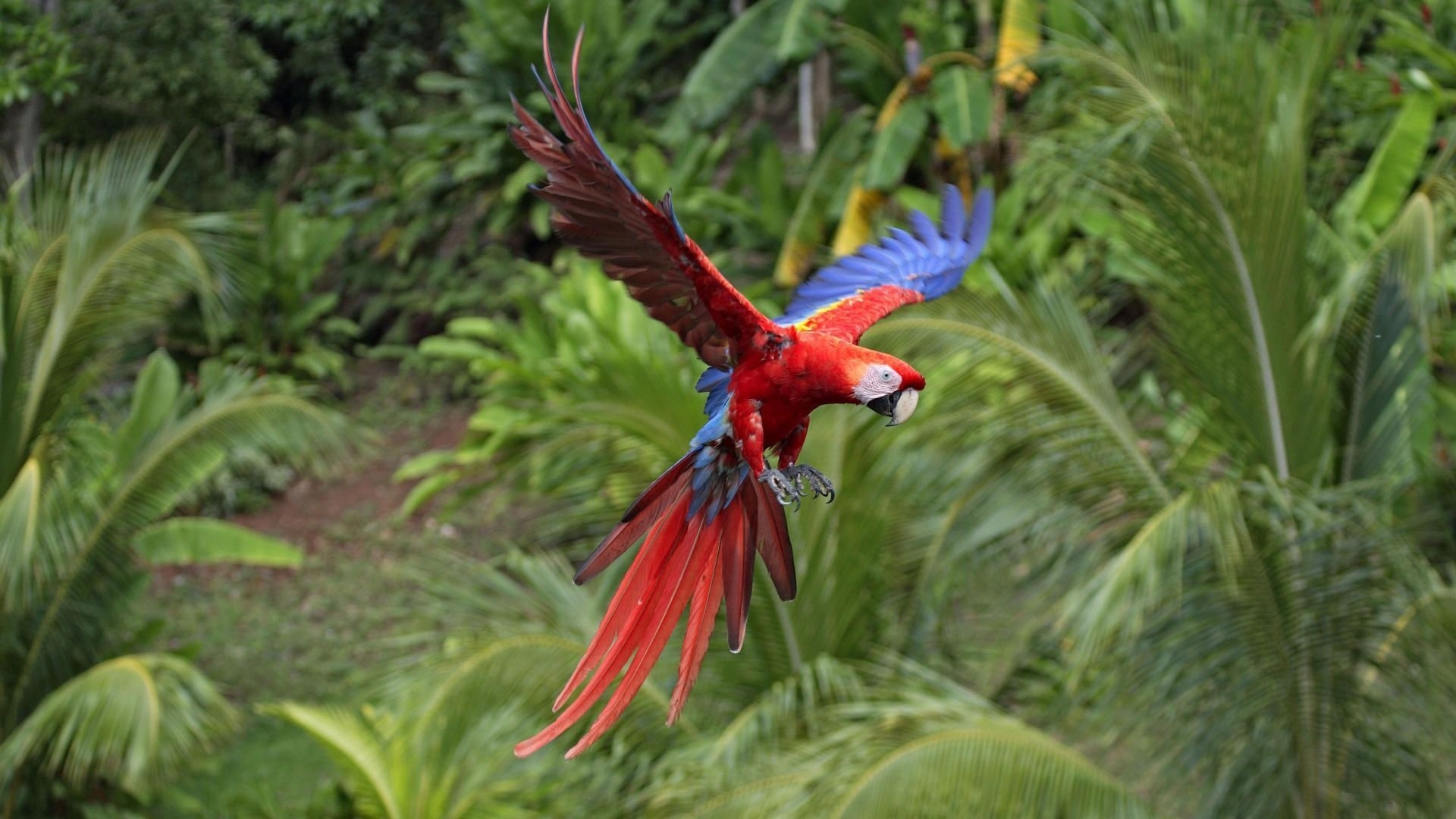 Parrots Tropical Flight Color Wallpaper