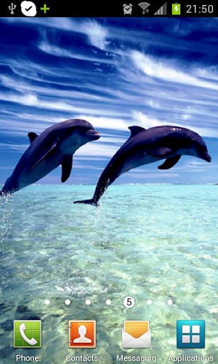 Here Are The Dolphin HD Live Wall Paper For All Nature Lovers