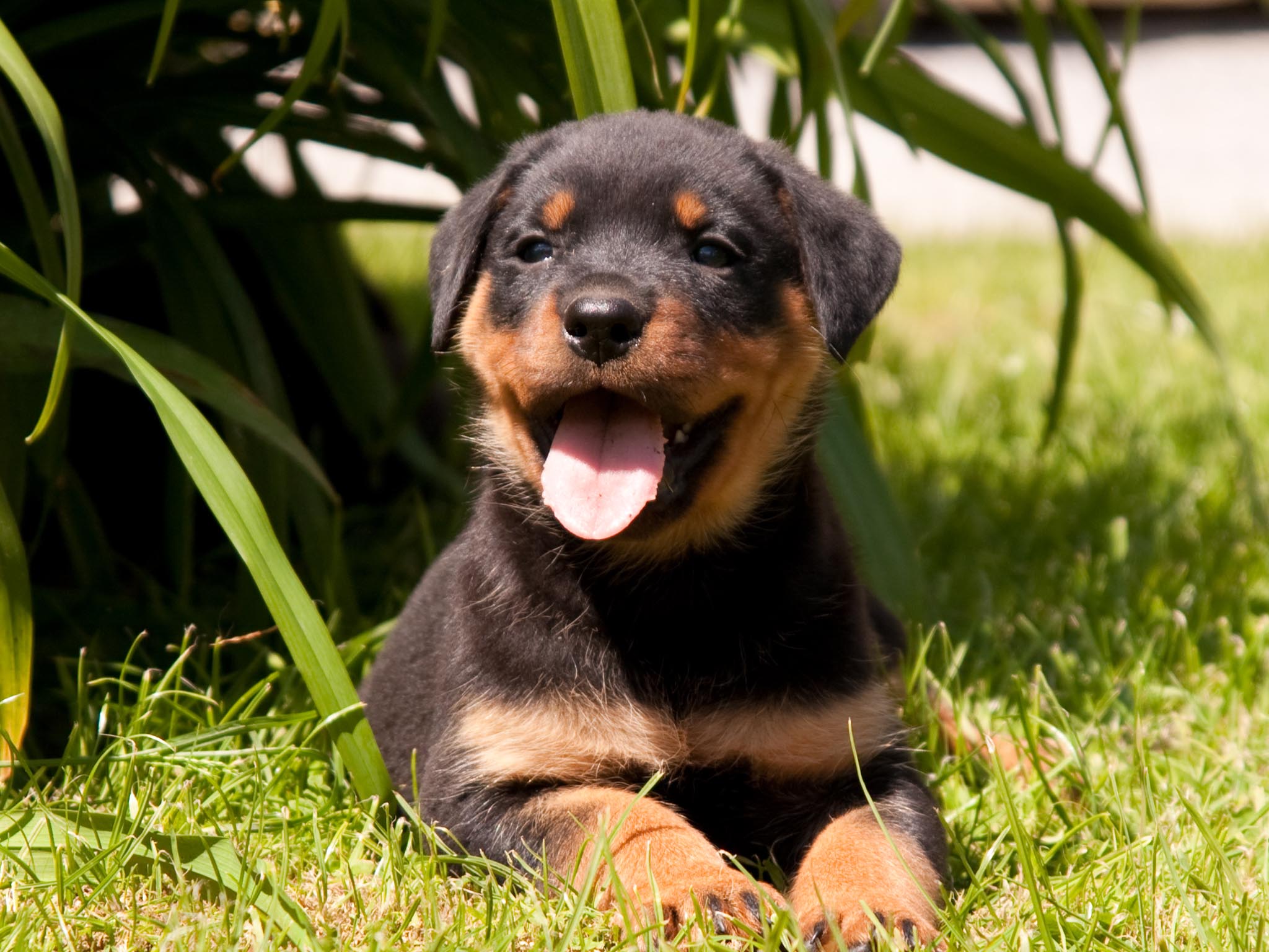 Rottweiler Puppies Wallpaper HD Background