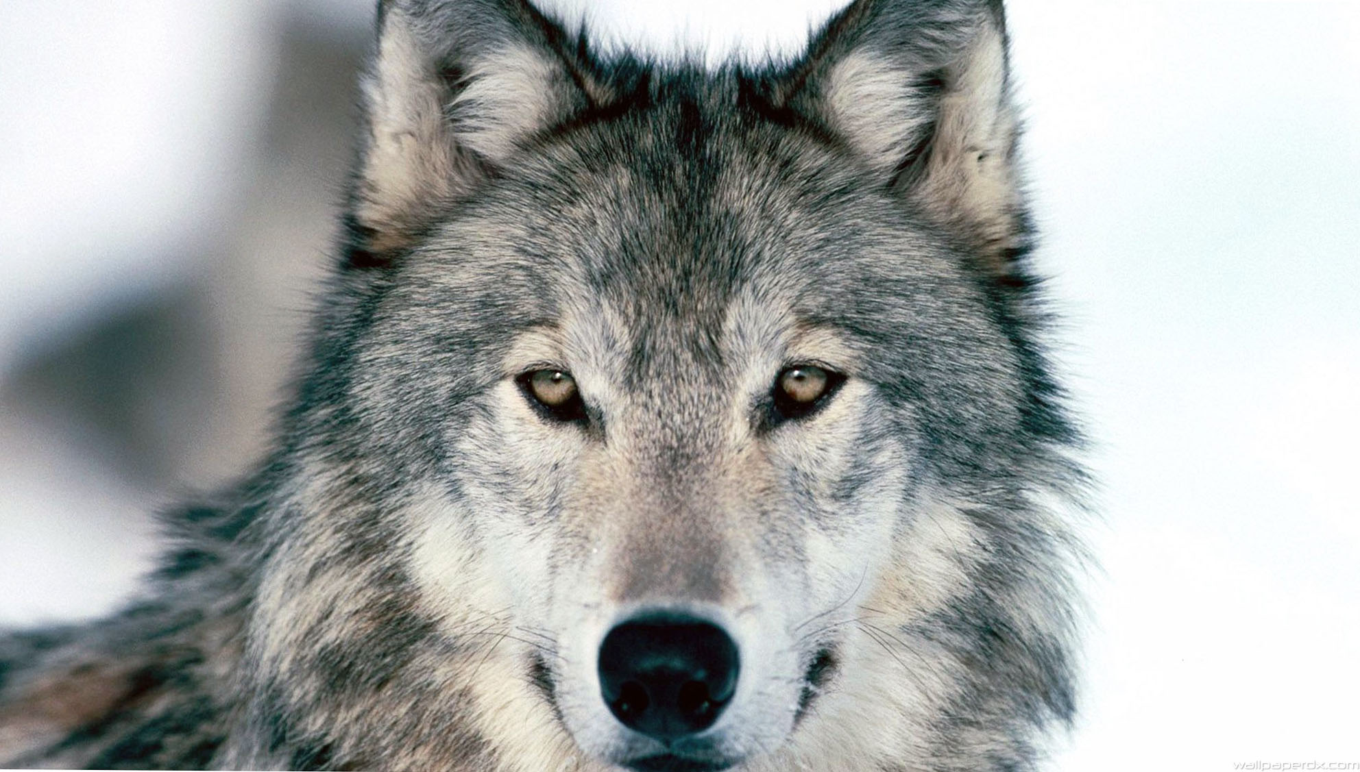 Wolf Winter Snow Face Eyes Predator HD Wallpaper Full