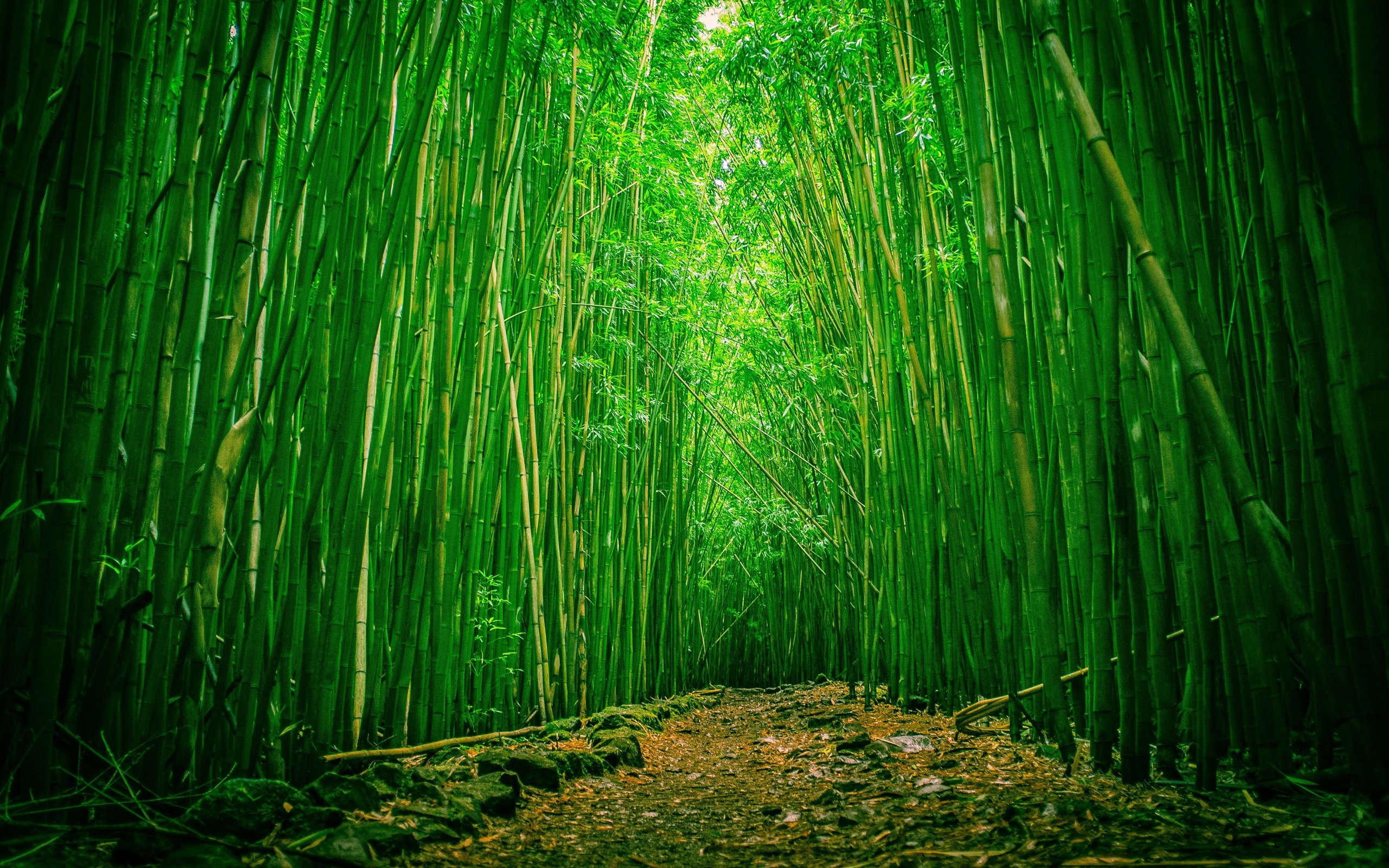 HD Wallpaper Bamboo Forest X Kb Jpeg