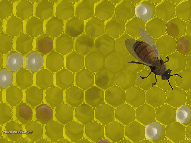 Sting Honey Wax Bees 3d Wallpaper