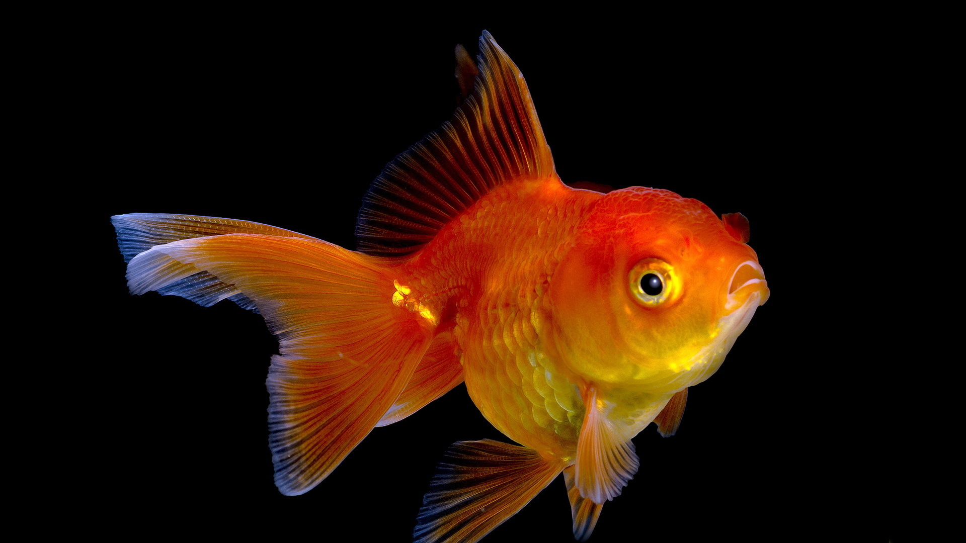Goldfish HD Wallpaper Background
