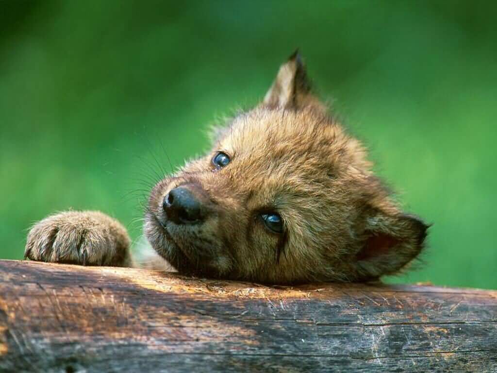 Cute Baby Wolf Pictures Wallpaper HD Base