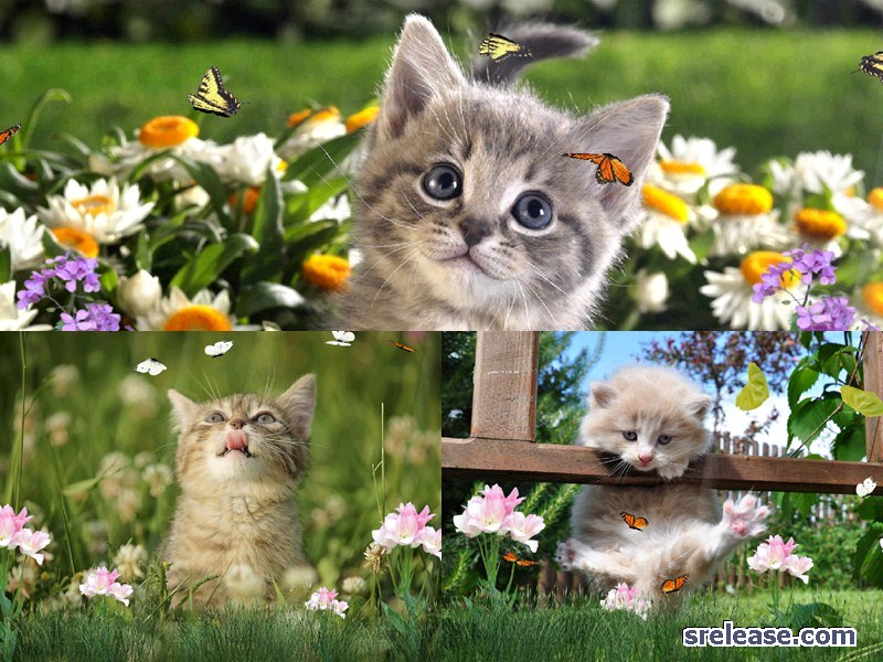 Kittens And Cats Wallpaper Animated